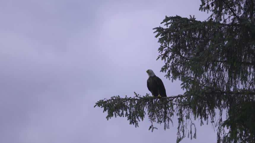An eagle sits on a tree branch