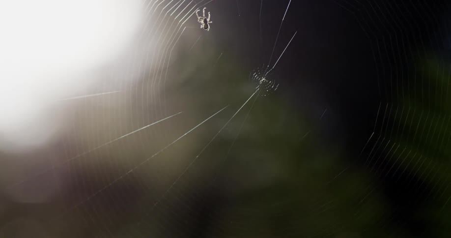 A spider crawling on a spiderweb slider shot