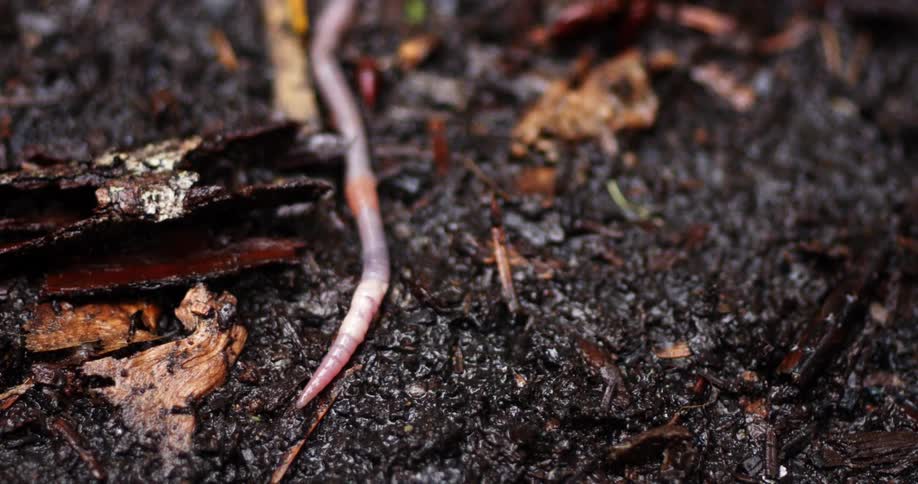 Earthworm wriggling on the black wet soil outdoors