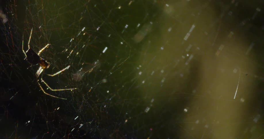 A spider in its web