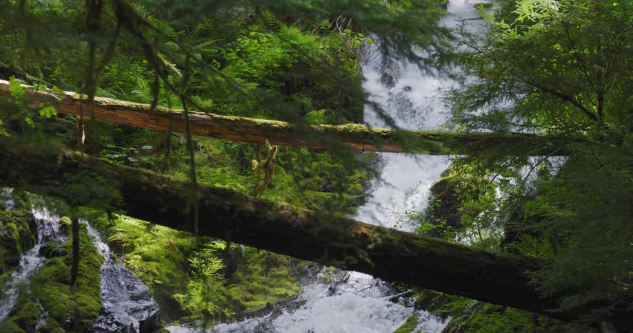 Water flowing in a lush forest