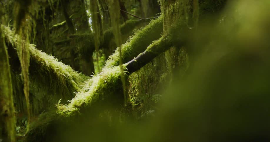Tree branches in a forest are covered with thick hanging moss