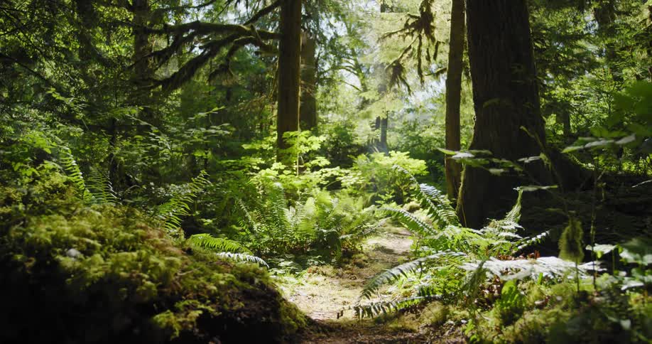 Slider push into a lush green forest