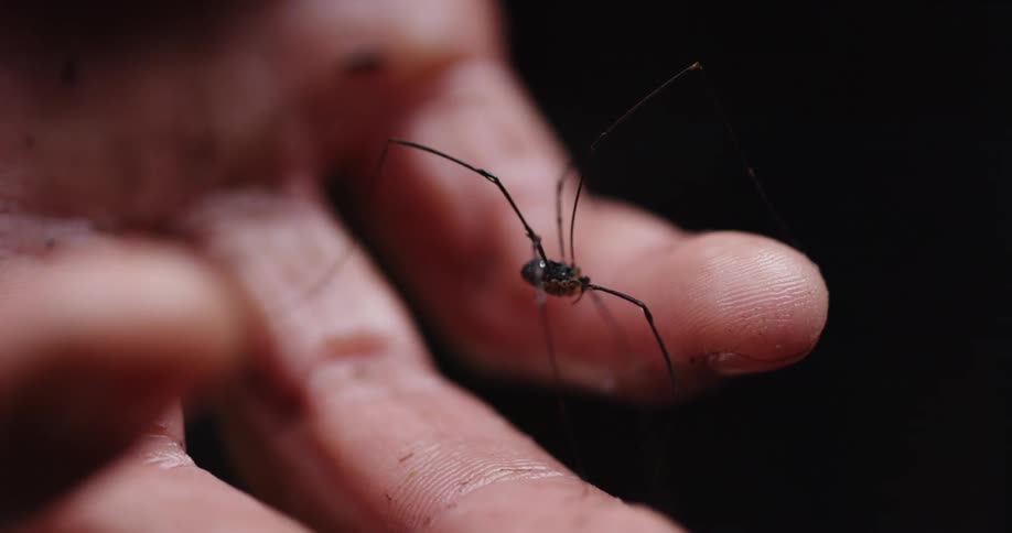 A black spider crawls in a hand