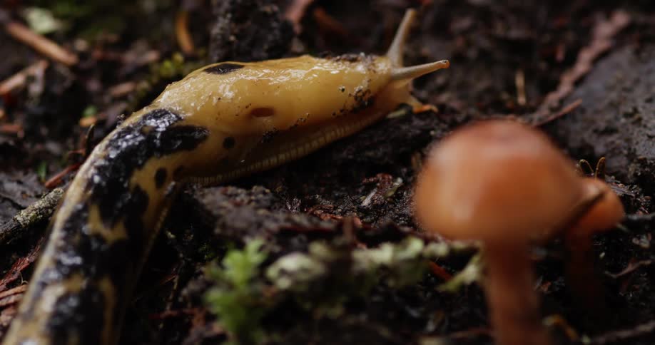 A slug crawls through moist soil during the day