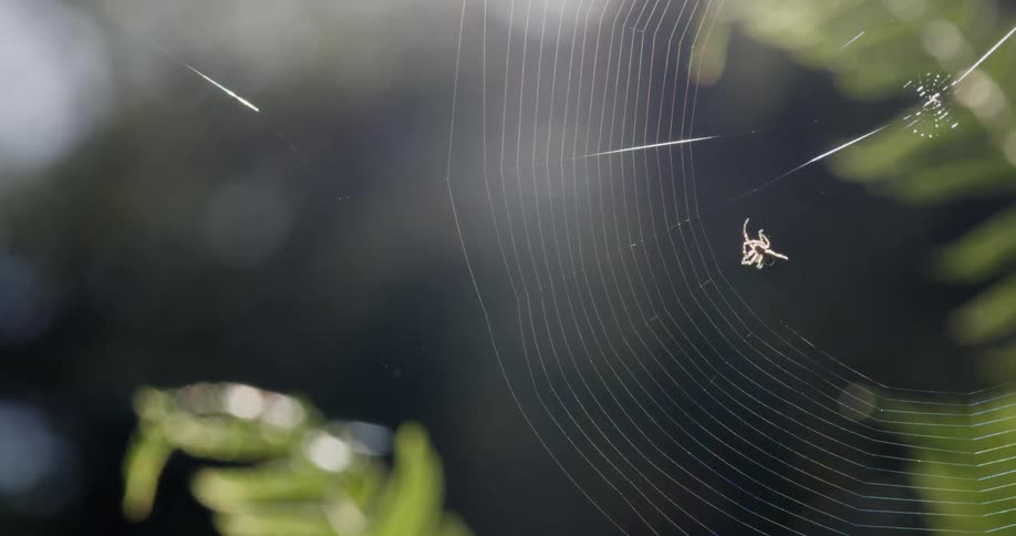 A spider crawling on a spider web outside on a sunny day