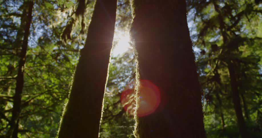 Sunlight shining through moss covered forest trees on a summer day