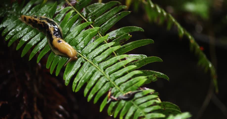 A slimy slug on a green fern in nature