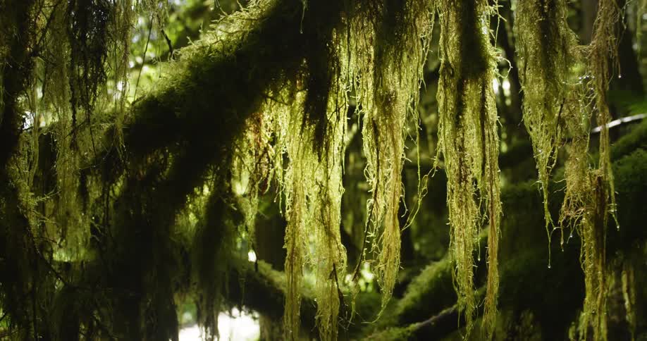 Moss covers trees in a forest during the day