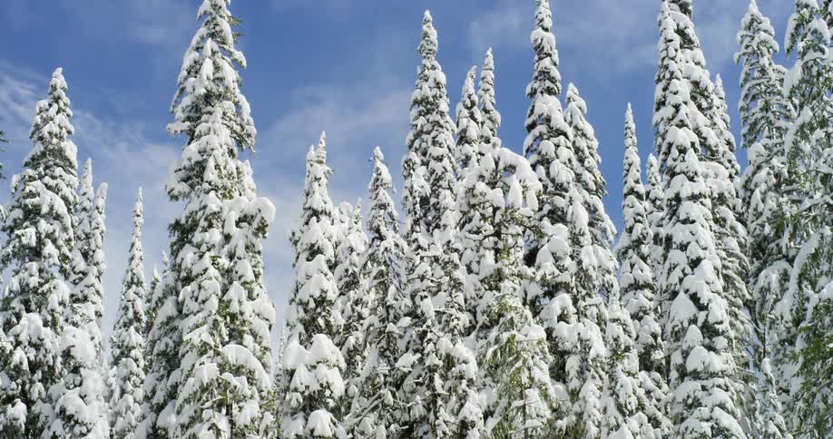 Snow covered pine trees in a forest