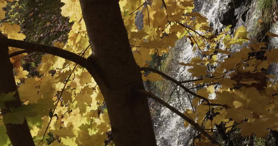 A waterfall through yellow autumn trees