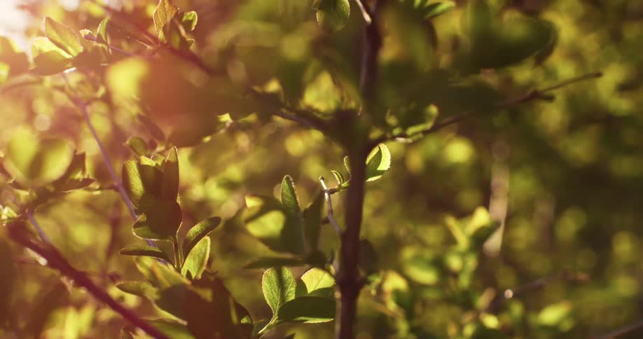 Close up of a small tree with green leaves at sunset