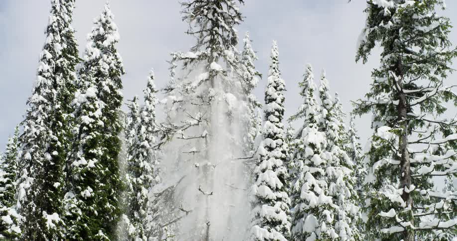 Snow falls from a tall pine tree in a forest on a winter day