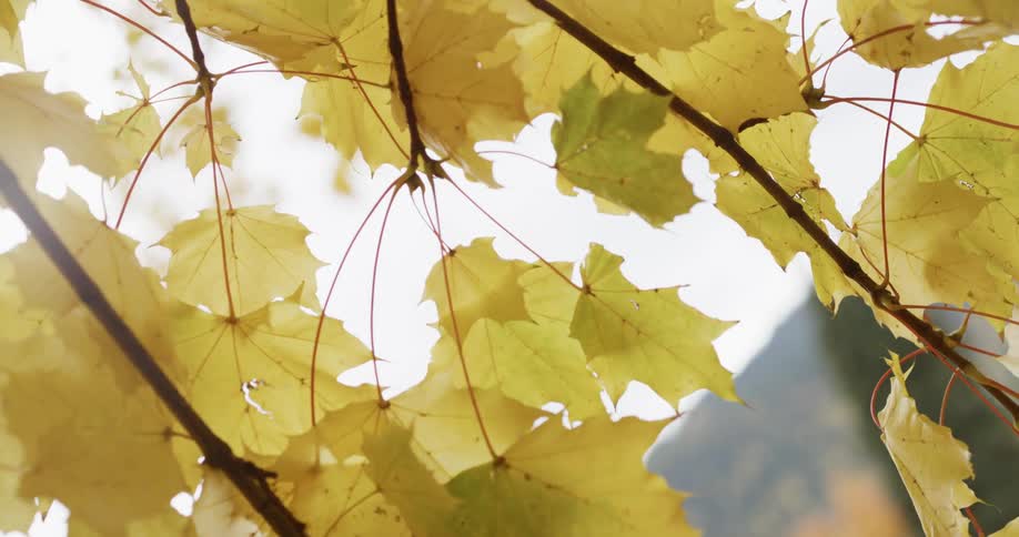 Yellow autumn leaves on a thin branch of a tree during the day