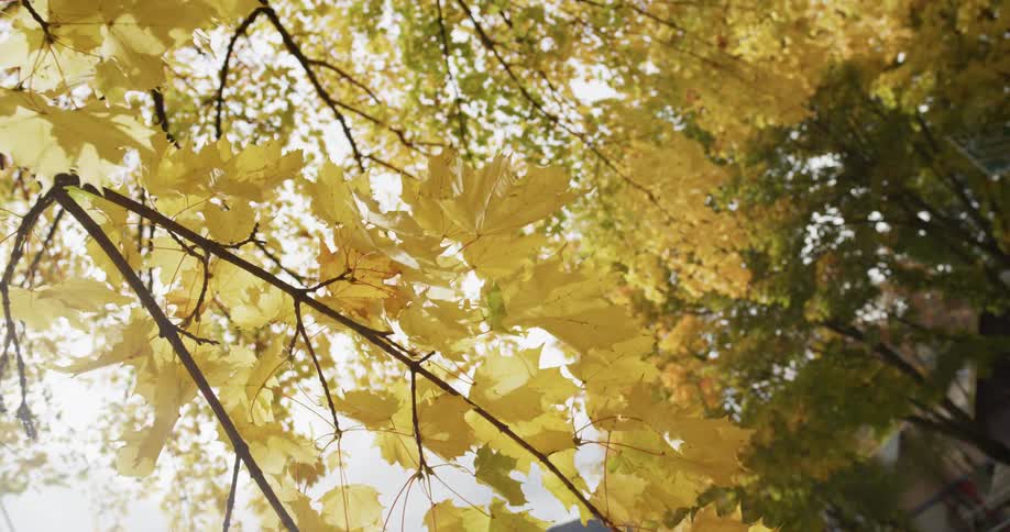 Yellow leaves on a tree branch on an autumn day