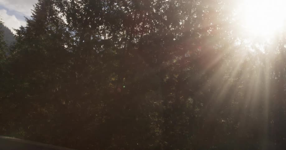 Sunlight pours through tall trees in a forest