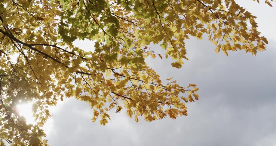 A beautiful autumn tree with yellow leaves