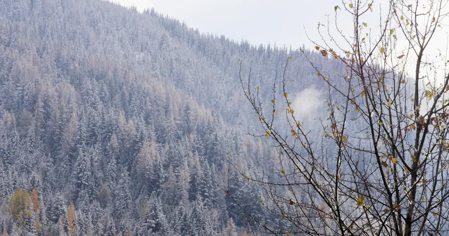 A forest after first snowfall in autumn