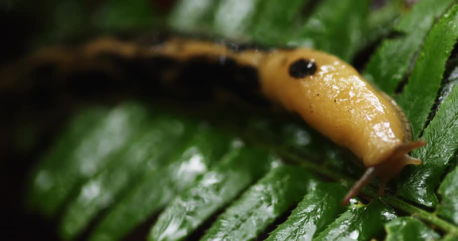 A slug crawling on a leaf