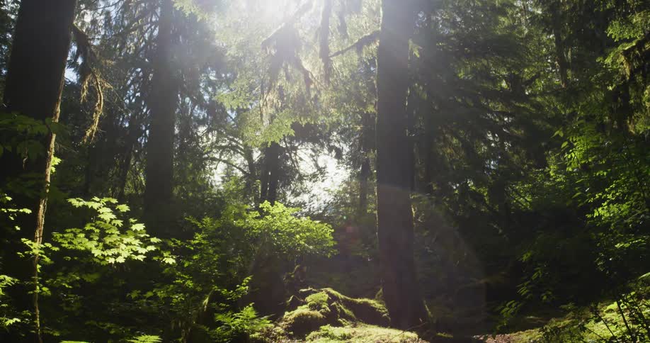Push through the deep forest on a sunny day