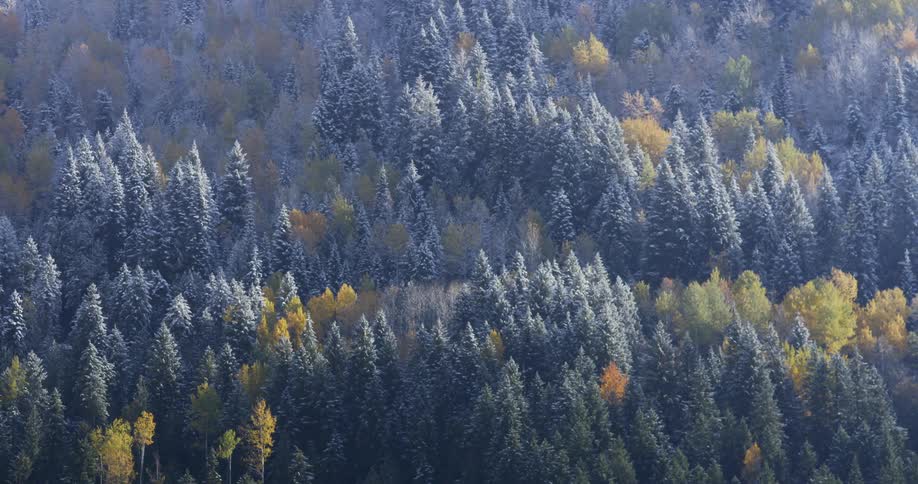 Fall foliage and first snow in a forest