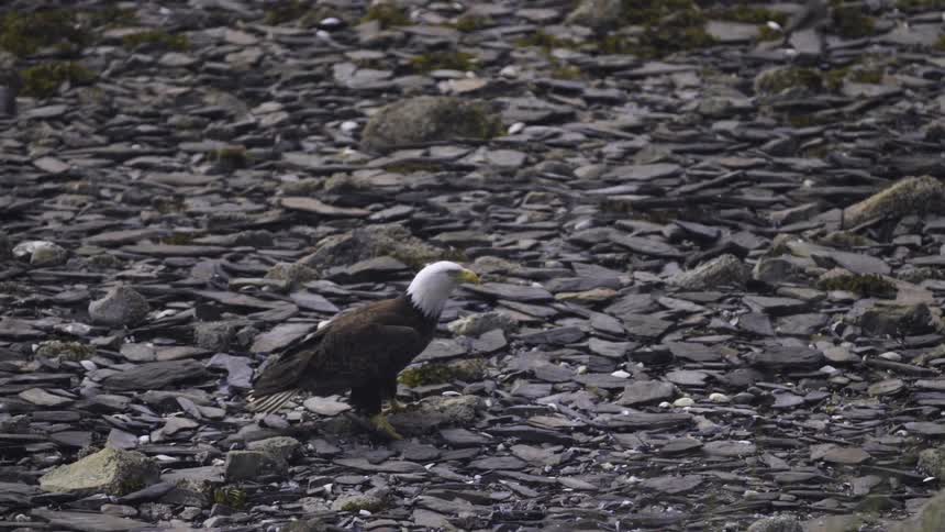 Eagle standing on the ground in a rocky area