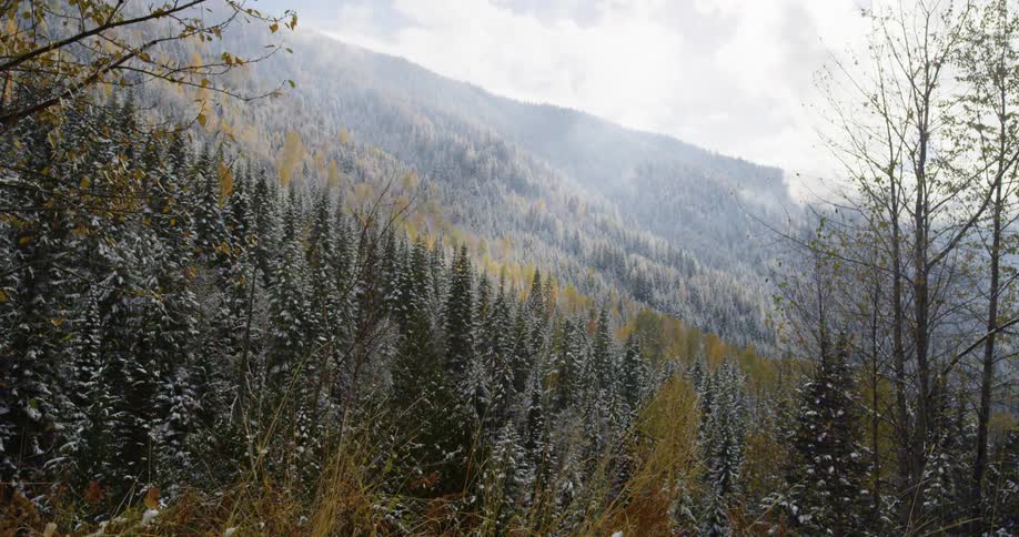 A foggy snow coated evergreen forest on the slope of a mountain in autumn