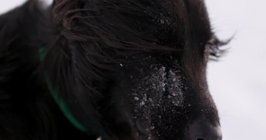 A dark brown dog outside during a snowstorm
