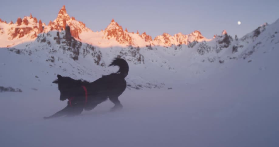 Black dog wearing red harness plays in snow as sun shines on mountain tops