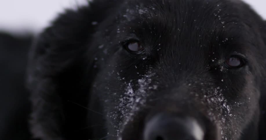 A dog with ice and snow on its face