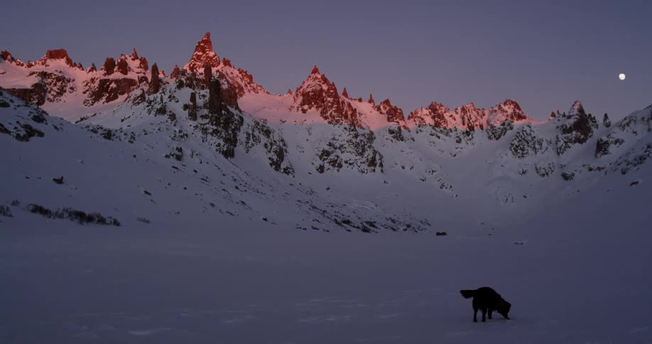 A dog wagging its tail while sniffing snow in mountains at dawn