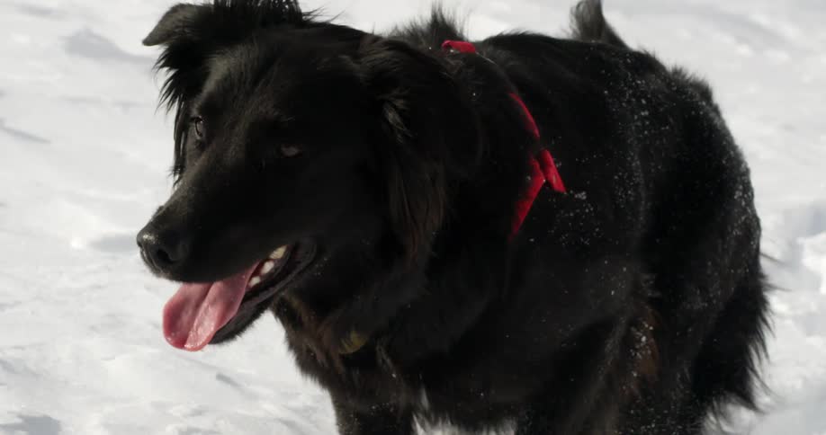 Black dog with red leash walks up snowy hill