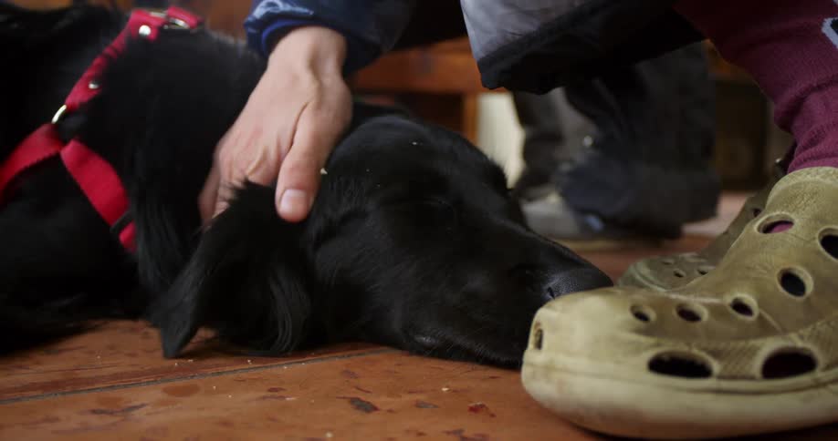 Man pets a black dog lying down on the floor