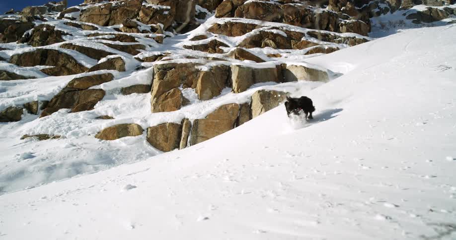 Black dog runs down slope scattering small snowballs before him