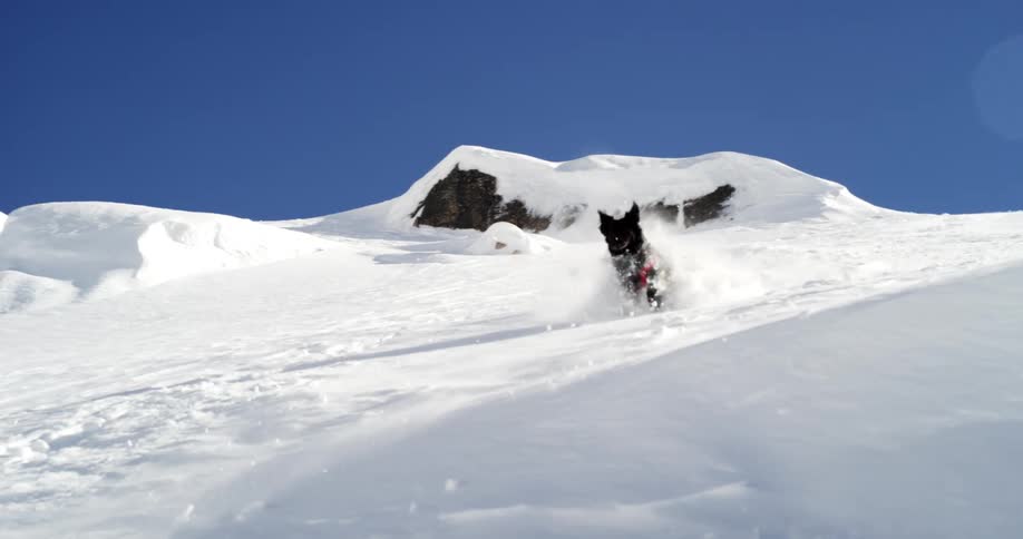 A dog running down a snow covered hill