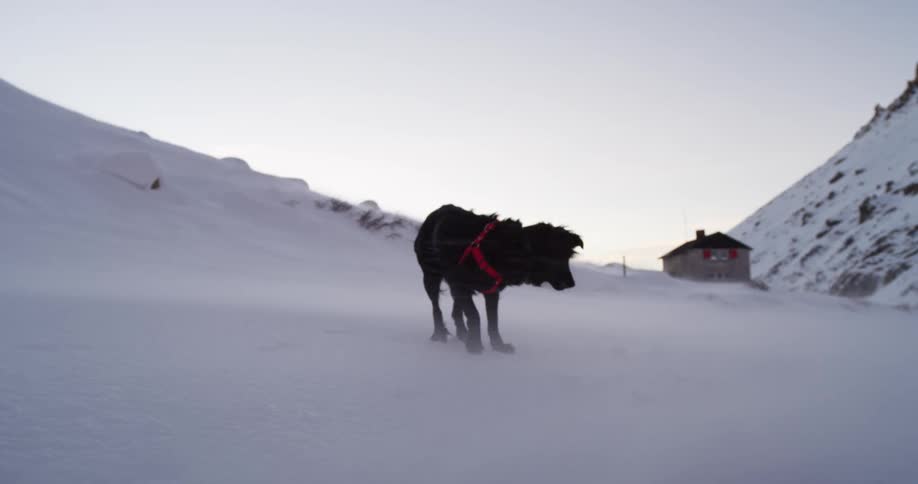 A large black dog runs and plays in the snow down the slope of a mountain