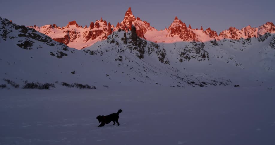 A dog playing in the snow at the base of a mountain at dawn
