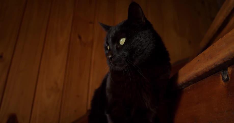 Black cat sits on the stairs