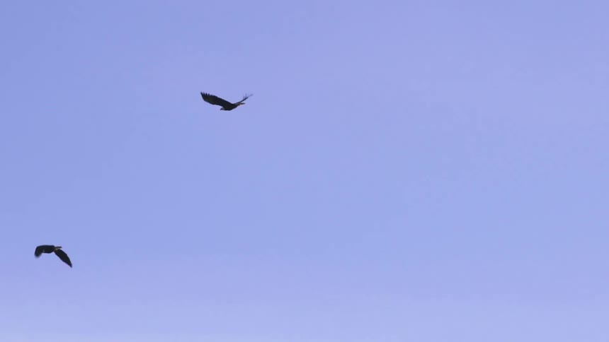 Two eagles flying in the sky over some treetops