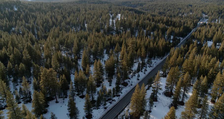 Pine trees in a forest on a winter day