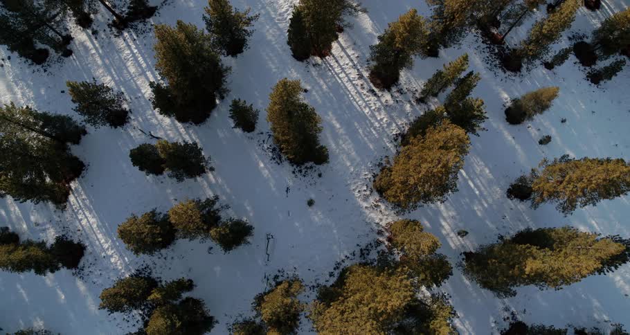 Evergreen trees in a snowy forest during the day