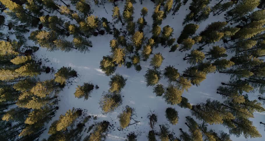 The tall trees give shadow on the snow