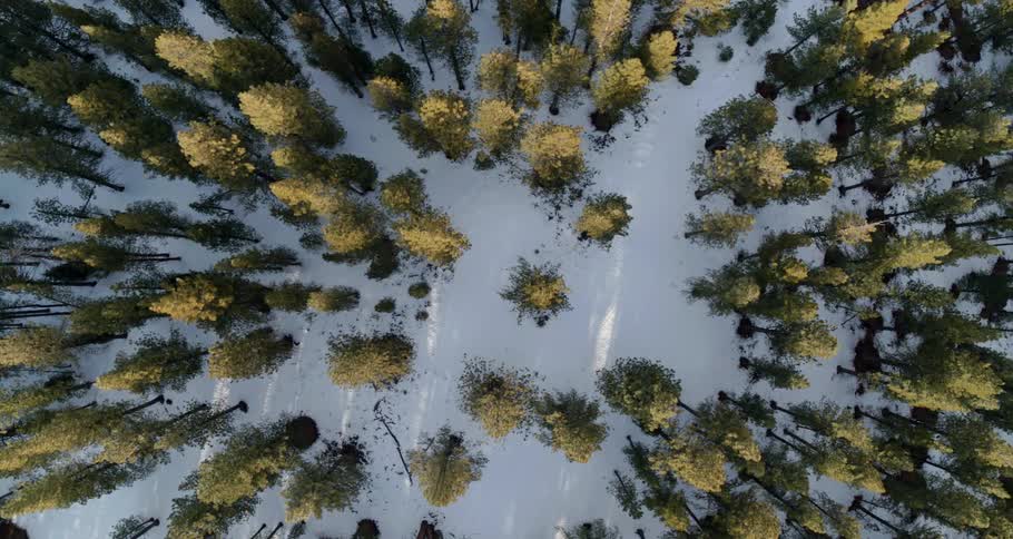 Trees in a snowy forest