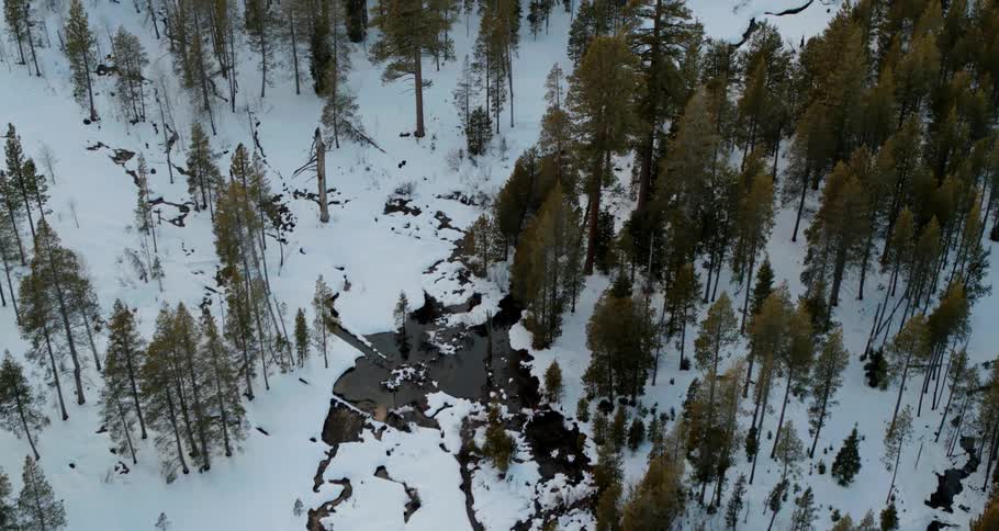 Snow covers the land in the forest