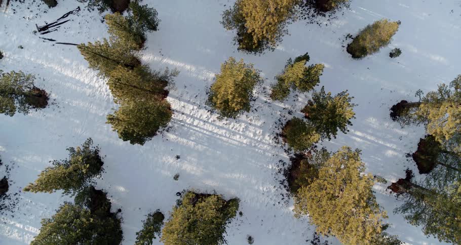 Snow surrounds the tall trees