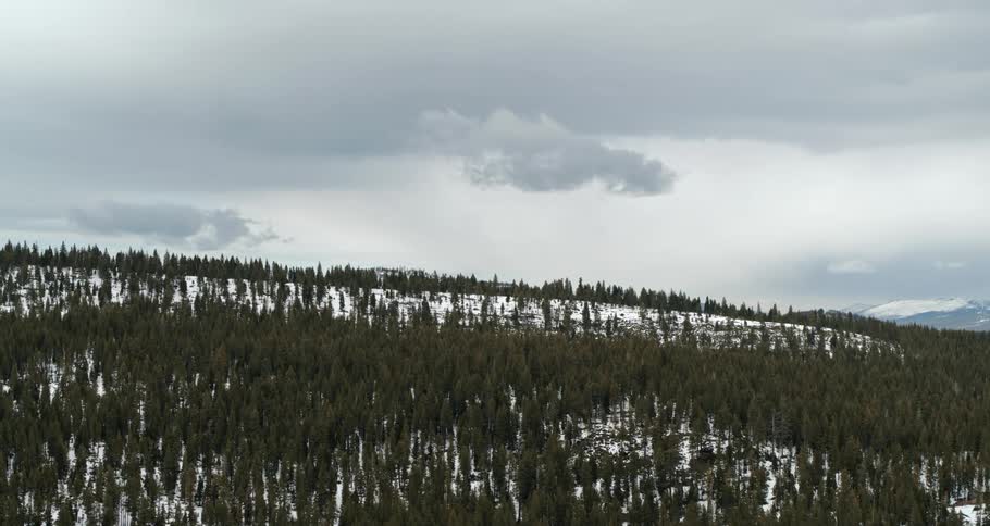 An evergreen forest in the hilly countryside on a cloudy day