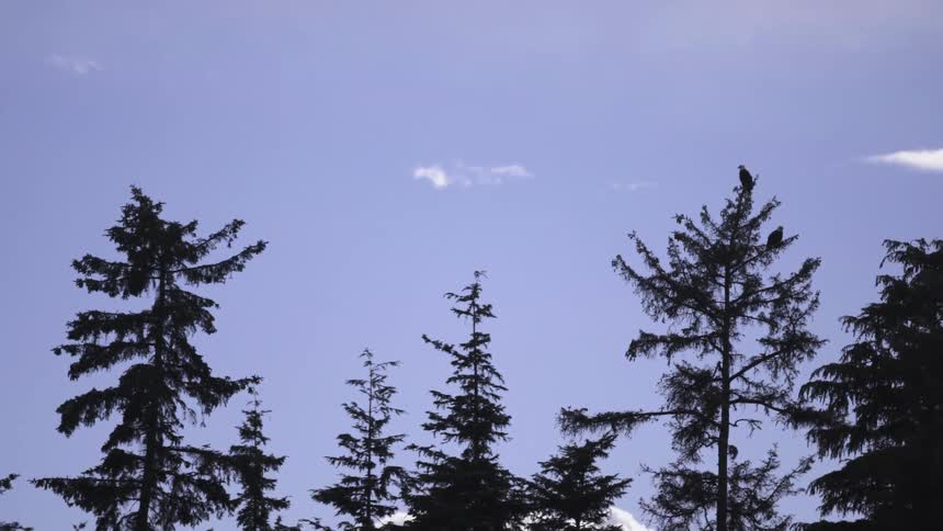Bald Eagles perched on a treetop