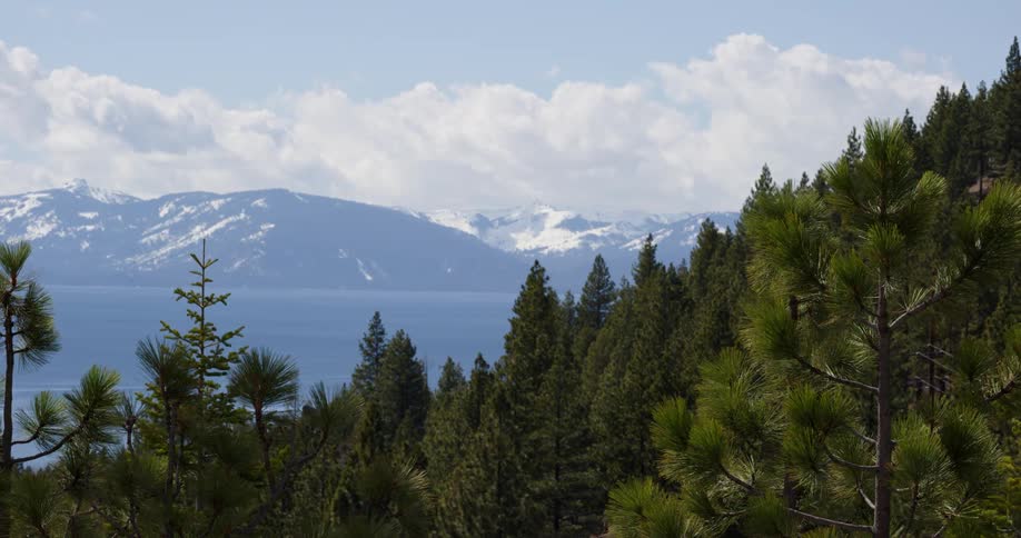 The wind is blowing the trees on the mountain