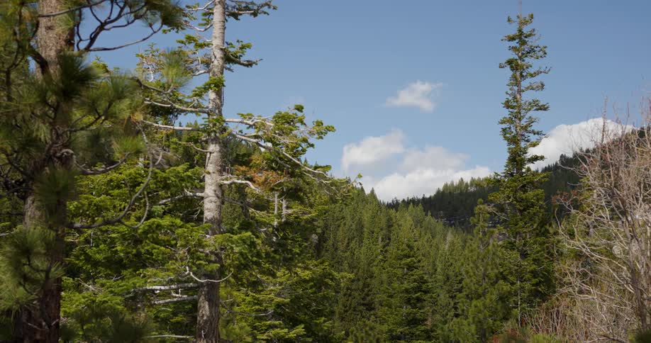 Pine trees in a forest on a summer day