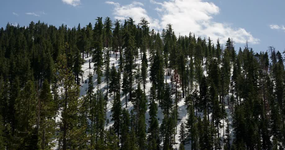 Pine trees in a snow covered forest